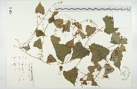 黑果馬交兒藏品圖，第1張