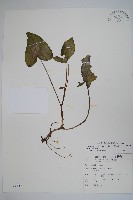 薄葉細辛、尾花細辛藏品圖，第1張