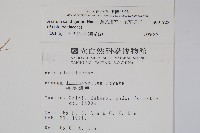 薄葉細辛、尾花細辛藏品圖，第2張