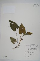 薄葉細辛、尾花細辛藏品圖，第1張