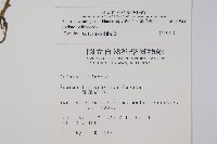 薄葉細辛、尾花細辛藏品圖，第2張