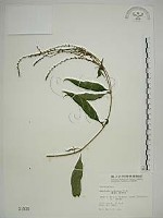 揚波、白埔姜、駁骨丹藏品圖，第1張