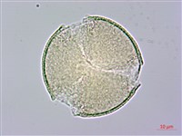 山櫻花、緋櫻花、山櫻桃藏品圖，第1張