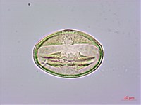 山櫻花、緋櫻花、山櫻桃藏品圖，第2張