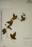 三角葉西番蓮藏品圖，第1張