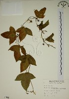 三角葉西番蓮藏品圖，第1張