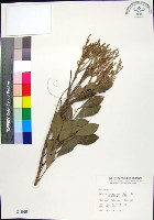 紅柴藏品圖，第1張