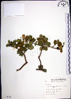 烏柑仔藏品圖，第1張