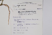 矮鱗球花藏品圖，第2張