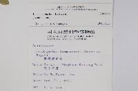 矮鱗球花藏品圖，第2張