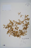 假千日紅藏品圖，第1張