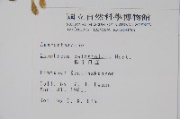 假千日紅藏品圖，第2張