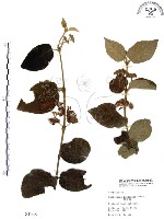 杜虹花，台灣紫珠藏品圖，第1張