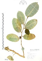 山豬枷藏品圖，第1張