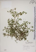 恆春金午時花藏品圖，第1張