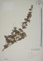 水芫花藏品圖，第1張