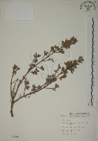 水芫花藏品圖，第1張