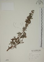水芫花藏品圖，第1張