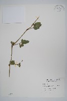 賽山藍藏品圖，第1張