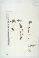 鵝鑾鼻燈籠草藏品圖，第1張