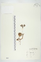 鵝鑾鼻燈籠草藏品圖，第1張