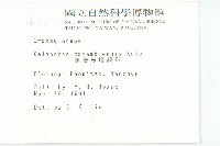 鵝鑾鼻燈籠草藏品圖，第2張