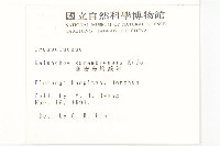 鵝鑾鼻燈籠草藏品圖，第2張