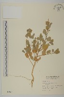 臺灣濱藜藏品圖，第1張