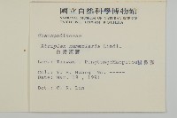 臺灣濱藜藏品圖，第2張