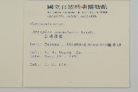 臺灣濱藜藏品圖，第2張