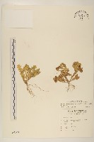 線球菊、田基黃藏品圖，第1張