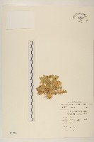 線球菊、田基黃藏品圖，第1張