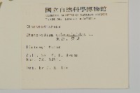 臭杏、土荊芥藏品圖，第2張