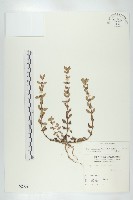 伯格草藏品圖，第1張