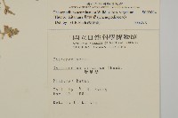 變葉藜藏品圖，第2張
