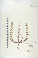 伯格草藏品圖，第1張