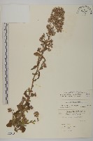 柔毛艾納香藏品圖，第1張