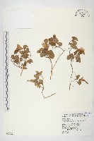 脈耳草藏品圖，第1張