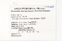 脈耳草藏品圖，第2張