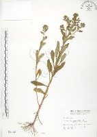 茅毛珍珠菜藏品圖，第1張