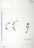 玉山水苦賈藏品圖，第1張