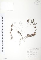玉山水苦賈藏品圖，第1張