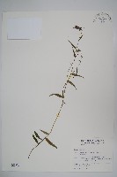 高山沙參藏品圖，第1張