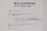 高山沙參藏品圖，第2張