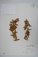 臺灣小蘗藏品圖，第1張