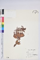 臺灣馬醉木藏品圖，第1張