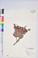 臺灣馬醉木藏品圖，第1張