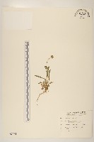 矮菊藏品圖，第1張