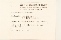 矮菊藏品圖，第2張