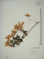 繡球藤藏品圖，第1張